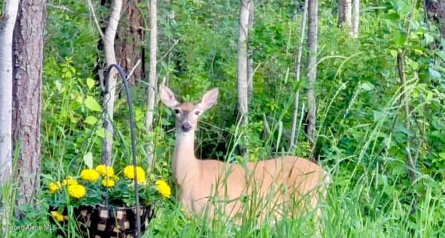 891 Ames WAY, Dover, ID 83825