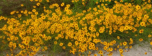 TBD Cloverdale, Livingston, TX 77351