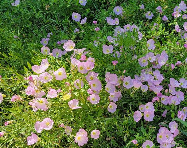 TBD Cloverdale, Livingston, TX 77351