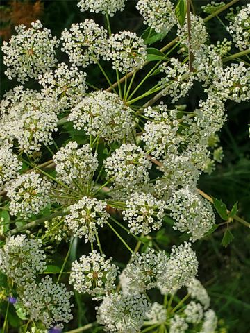 TBD Cloverdale, Livingston, TX 77351