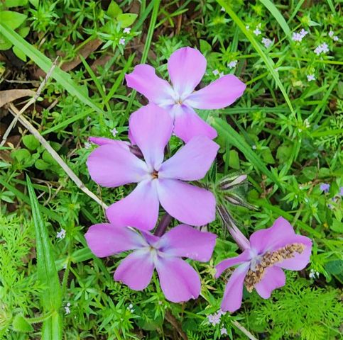 TBD Cloverdale, Livingston, TX 77351