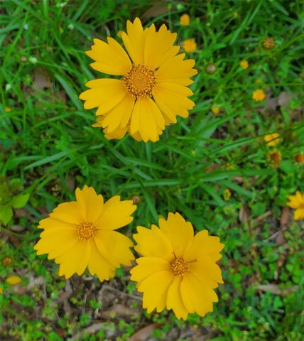 TBD Cloverdale, Livingston, TX 77351