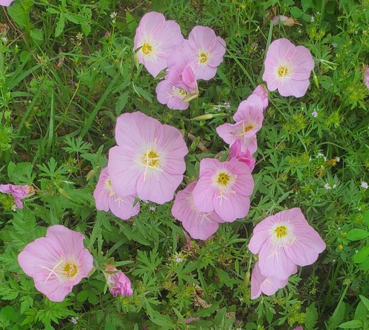 TBD Cloverdale, Livingston, TX 77351