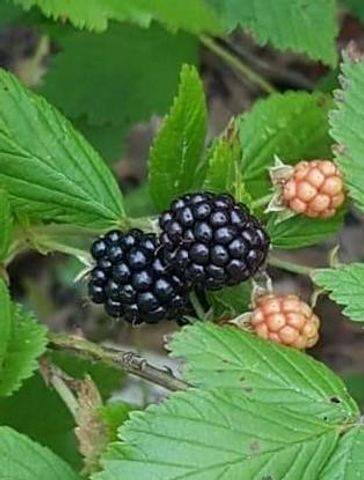 TBD Cloverdale, Livingston, TX 77351