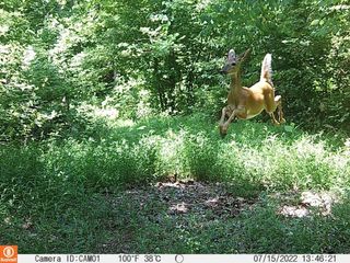 0 Herman Adams Rd, Cumberland City, TN 37050