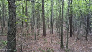 Lot 22 Airport Rd (PCA), Rockwood, TN 37854