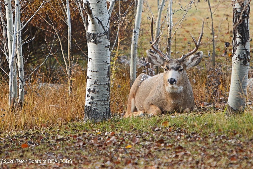 484 PHEASANT TAIL, Thayne, WY 83127 photo 49