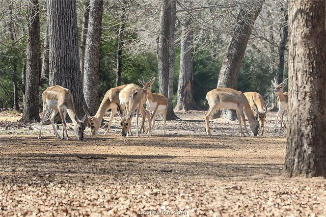 3190 FM 1361, Somerville, TX 77879