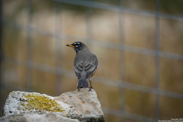 LOT 13 Wild Canyon Ranch Phase 1, Rocksprings, TX 78880