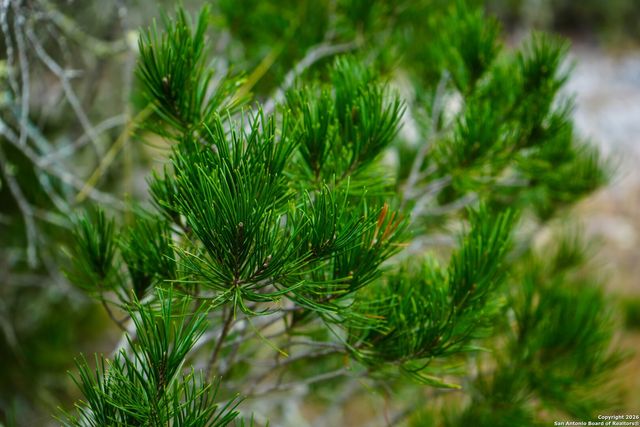 LOT 13 Wild Canyon Ranch Phase 1, Rocksprings, TX 78880