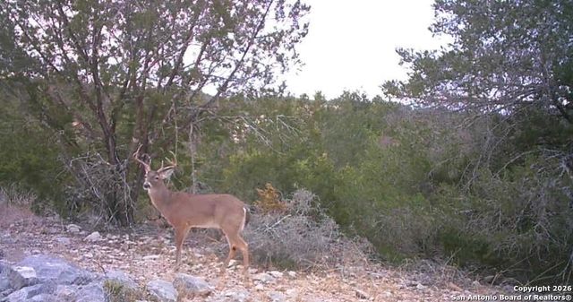 LOT 13 Wild Canyon Ranch Phase 1, Rocksprings, TX 78880