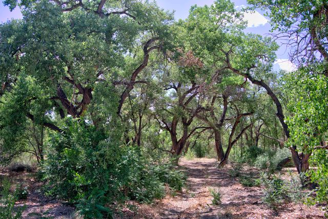 900 Sanchez Road, Corrales, NM 87048