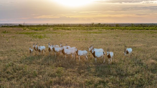 9464 SH-6, Quanah, TX 79225