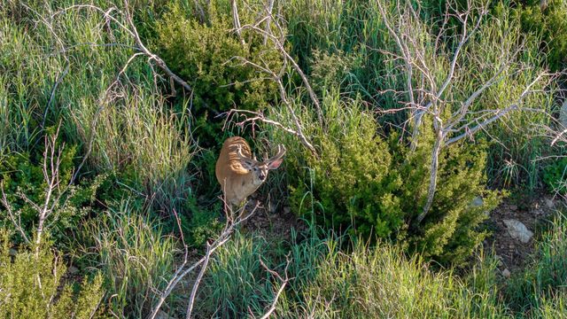 9464 SH-6, Quanah, TX 79225
