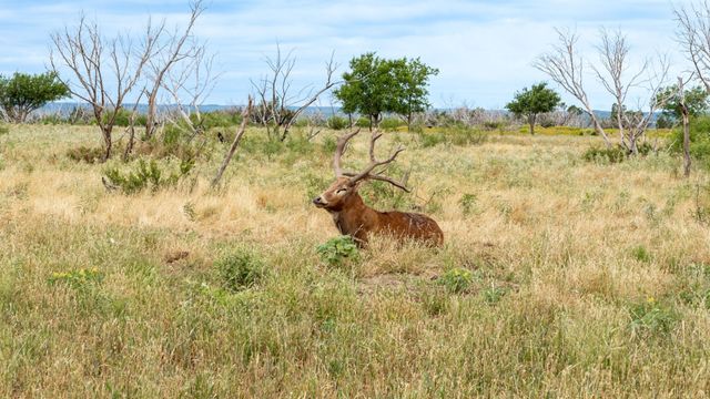 9464 SH-6, Quanah, TX 79225