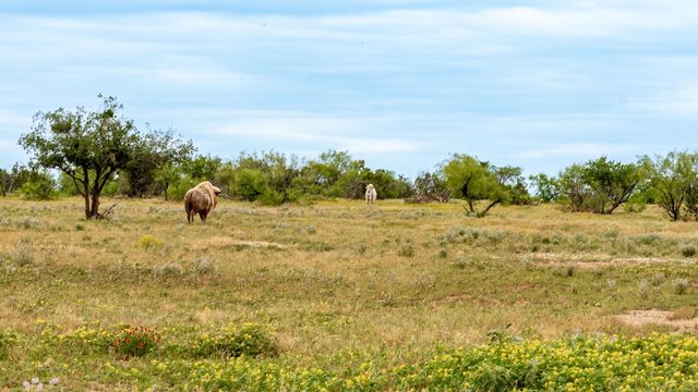 9464 SH-6, Quanah, TX 79225