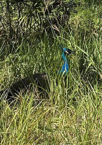 14312 W SUTTON COURT, Crystal River, FL 34429