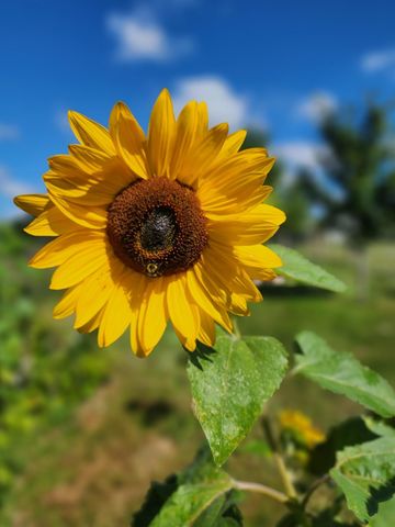 28260 120th Street NW, Zimmerman, MN 55398