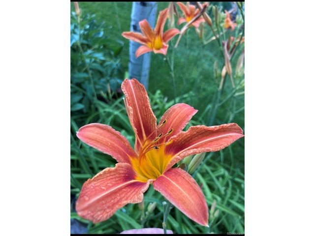 6750 Irving St, Denver, CO 80221