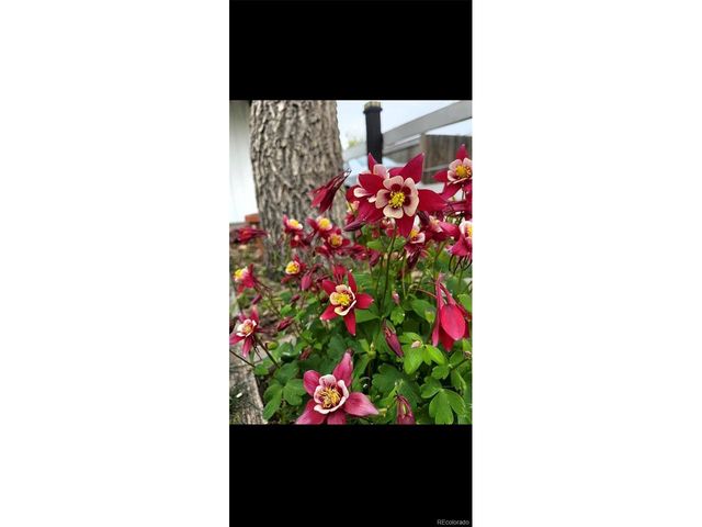 6750 Irving St, Denver, CO 80221