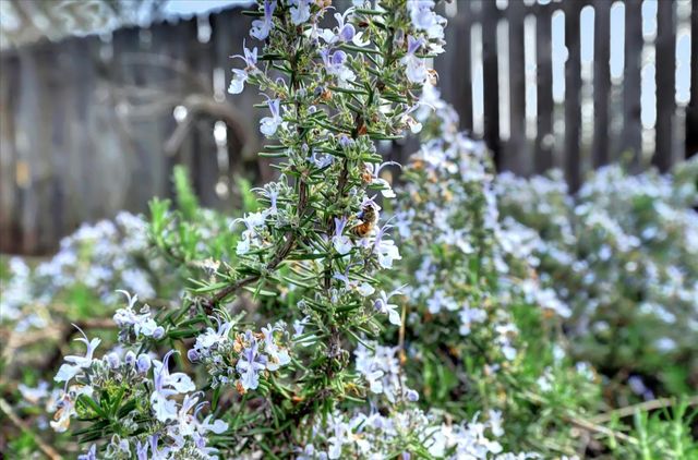 12383 Rough And Ready Hwy, Grass Valley, CA 95945