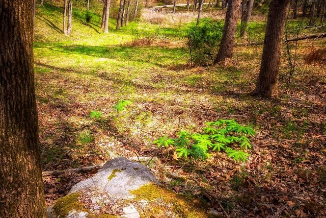 0000 Gothard Street, Sale Creek, TN 37373