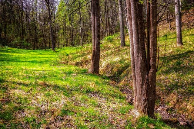 0000 Gothard Street, Sale Creek, TN 37373