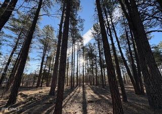 2360 Narrow Leaf Lane, Show Low, AZ 85901