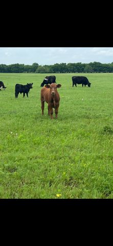 10.5 acres OHANLON Road, Whitesboro, TX 76273