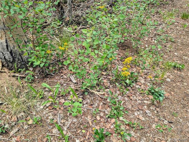 8.5 Acres Phillips Road, Fort Garland, CO 81133