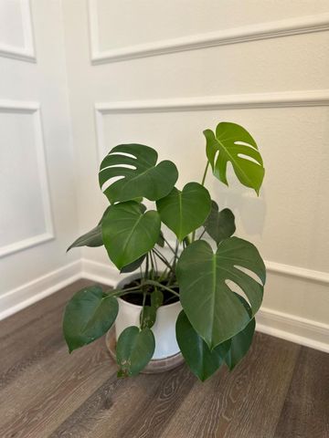 4602 Jamaica Drive, Sugar Land, TX 77479