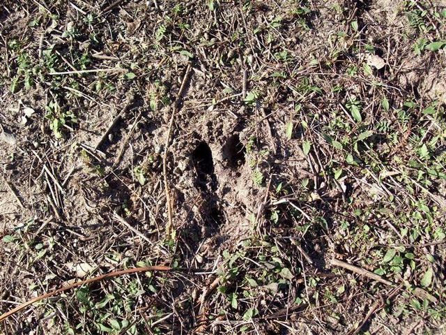 17 W Wilke Road, Grant Twp-oceana Co, MI 49452