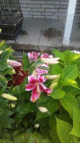 7040 Lou Mac Drive, Clayton Charter Township, MI 48473