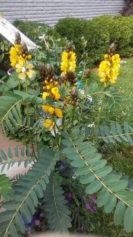 7040 Lou Mac Drive, Clayton Charter Township, MI 48473