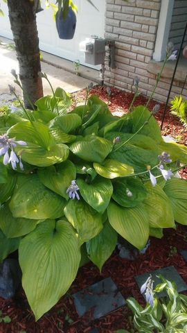 7040 Lou Mac Drive, Clayton Charter Township, MI 48473