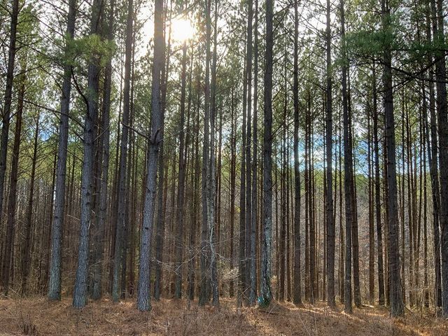 2340 Bear Hollow Drive, Waverly, TN 37185