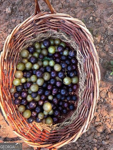 1141 Windsweep Farm Road, Thomaston, GA 30286