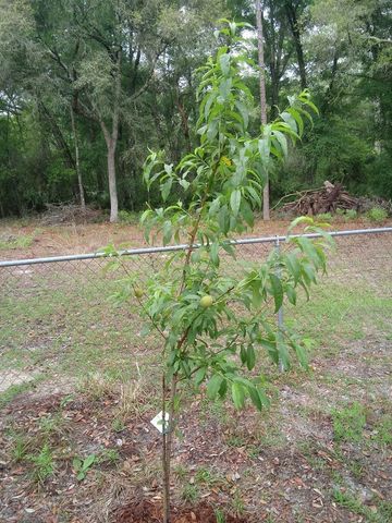 2410 NW 117TH PL, Branford, FL 32008