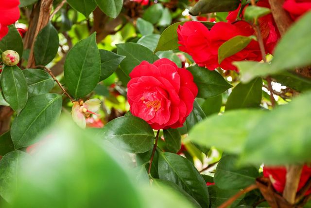 708 Ribier Ave, Lodi, CA 95240