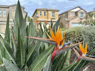 1132 Cherry Tree Lane, Vista, CA 92084