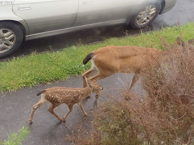 612 HARRISON Ave, Astoria, OR 97103