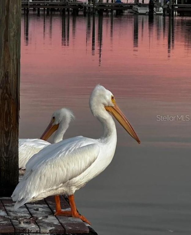 Image 49 of property listing at 10315 CORTEZ ROAD W 27F, Bradenton, FL 34210