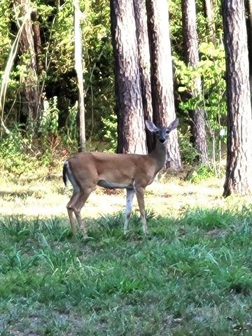 14468 Ehler Lane, Montgomery, TX 77356