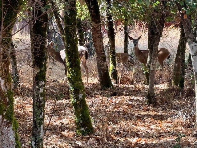 10789 Harbor Road, Kelseyville, CA 95451