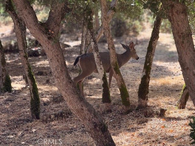 10789 Harbor Road, Kelseyville, CA 95451