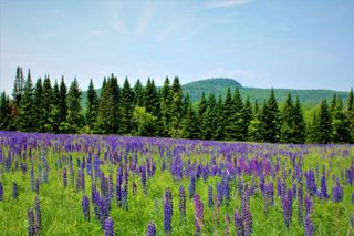 0 North Road, Milton, VT 05468