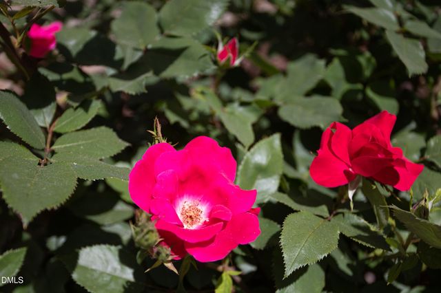 3611 Rugby Road, Durham, NC 27707