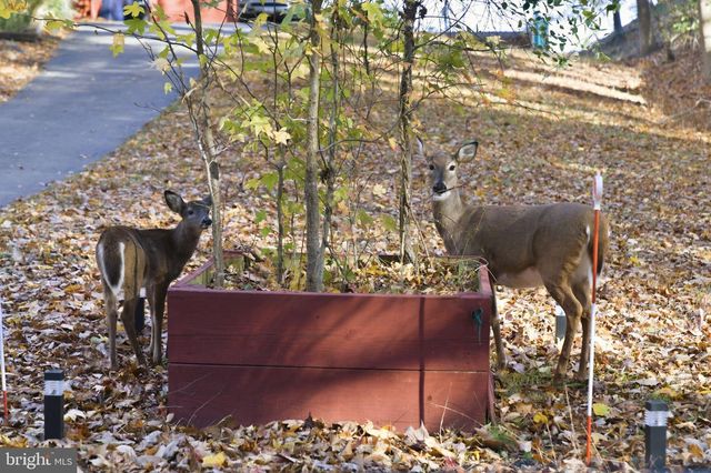 817 BISON CT, Lusby, MD 20657