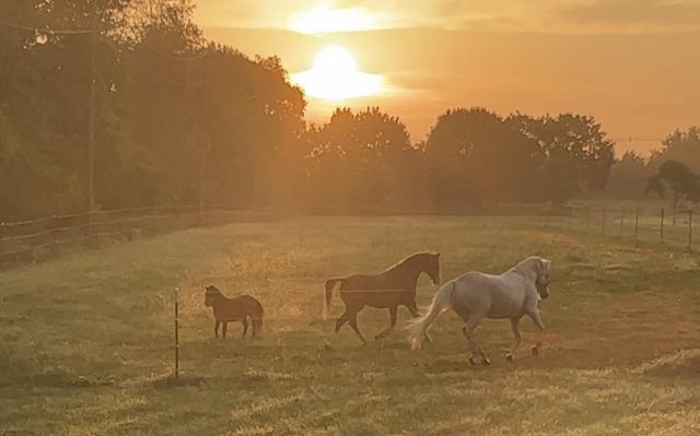 19250 Homer Road, Eckford Twp, MI 49068