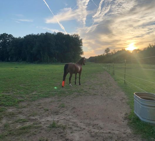 19250 Homer Road, Eckford Twp, MI 49068